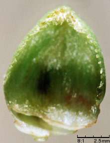 Cerasus vulgaris (wiśnia pospolita)