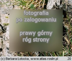 Astragalus australis (traganek jasny)