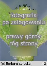 Hepatica nobilis (przylaszczka pospolita)