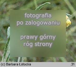 Helichrysum arenarium (kocanki piaskowe)