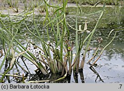 Sagittaria sagittifolia (strzaÅ‚ka wodna)