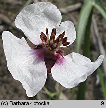 Sagittaria sagittifolia (strzałka wodna)