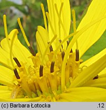 Silphium perfoliatum (różnik przerosłolistny)