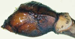 Aesculus hippocastanum (kasztanowiec pospolity)