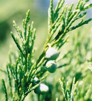 Juniperus sabina (jaÅ‚owiec sabiÅ„ski)