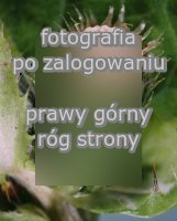 Cirsium oleraceum (ostroÅ¼eÅ„ warzywny)