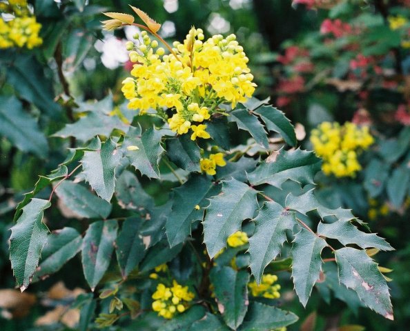 Mahonia aquifolium (mahonia pospolita)