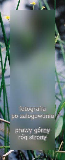 Ranunculus flammula (jaskier płomiennik)