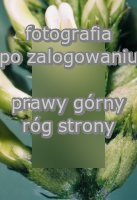 Astragalus cicer (traganek pęcherzykowaty)