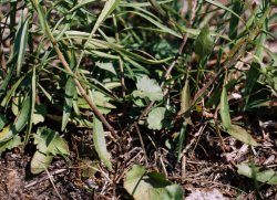 Campanula rotundifolia									