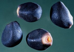 Calystegia sepium (kielisznik zaroślowy)