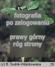 Amaranthus lividus (szarÅ‚at siny)
