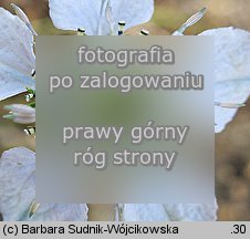 Nigella arvensis (czarnuszka polna)