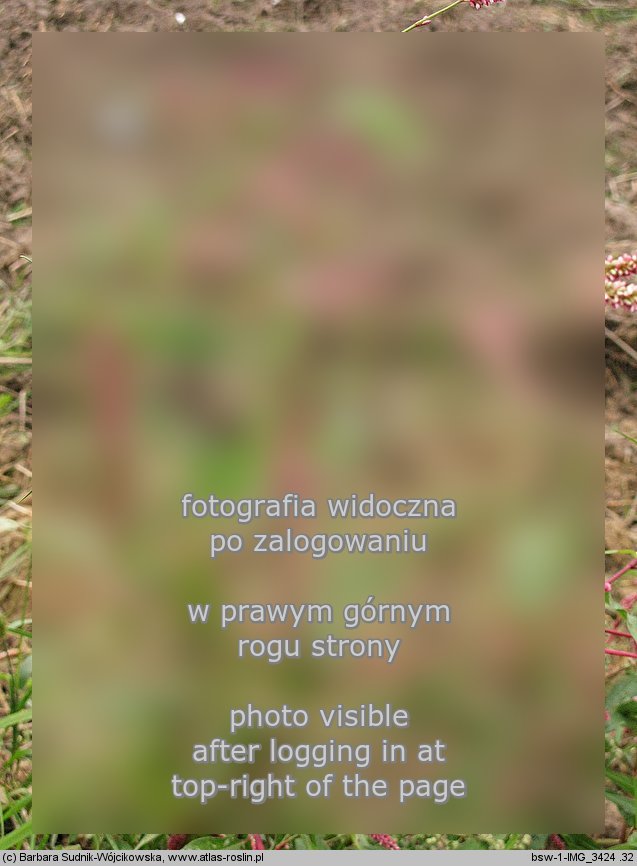 Polygonum lapathifolium ssp. lapathifolium (rdest szczawiolistny typowy)