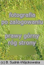 Linaria genistifolia (lnica janowcowata)