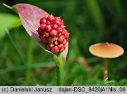 Calla palustris (czermień błotna)