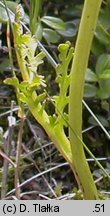 Botrychium matricariifolium (podejÅºrzon marunowy)
