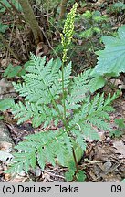 Botrychium virginianum (podejźrzon wirginijski)