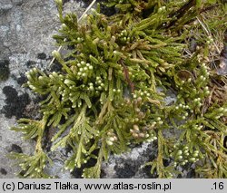 Diphasiastrum alpinum (widlicz alpejski)