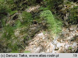 Equisetum pratense (skrzyp łąkowy)