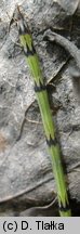Equisetum ×trachyodon (skrzyp Mackaya)