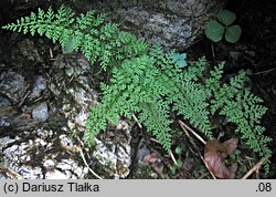 Cystopteris alpina (paprotnica królewska)