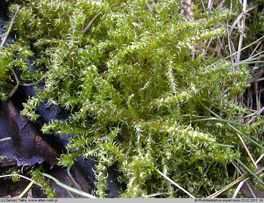 Rhytidiadelphus squarrosus (faÅ‚downik nastroszony)