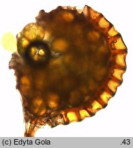 Polypodium ×mantoniae (paprotka mieszańcowa)