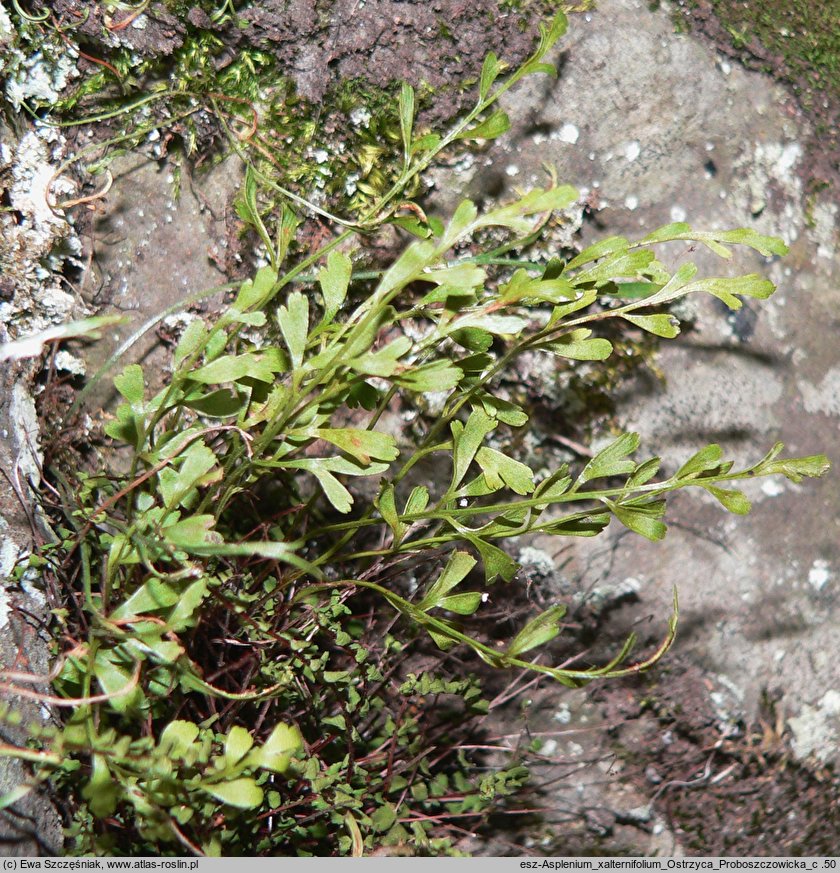 Asplenium ×alternifolium (zanokcica niemiecka)