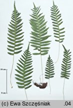 Polypodium ×mantoniae (paprotka mieszańcowa)