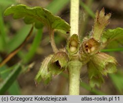 Glechoma hederacea (bluszczyk kurdybanek)