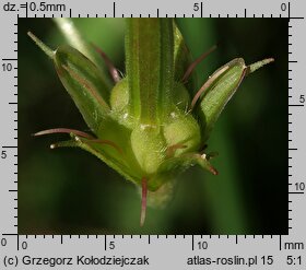 Geranium palustre (bodziszek błotny)