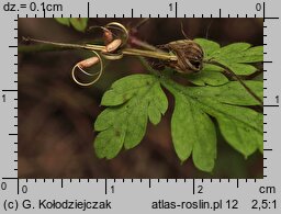Geranium robertianum (bodziszek cuchnący)