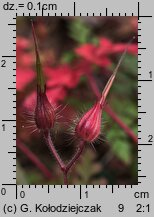 Geranium robertianum (bodziszek cuchnący)