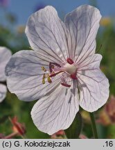 Geranium pratense (bodziszek łąkowy)