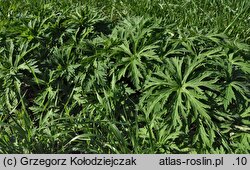 Geranium pratense (bodziszek łąkowy)