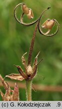 Geranium pratense (bodziszek łąkowy)