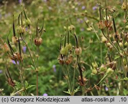 Geranium pratense (bodziszek łąkowy)