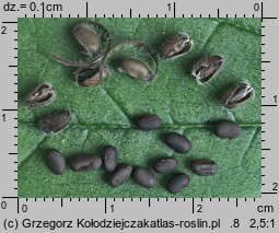 Geranium pratense (bodziszek łąkowy)