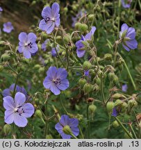 Geranium pratense (bodziszek łąkowy)