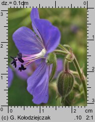 Geranium pratense (bodziszek łąkowy)