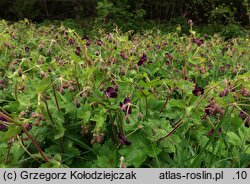 Geranium phaeum (bodziszek żałobny)