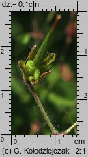 Geranium phaeum (bodziszek żałobny)