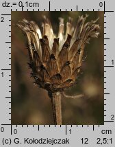 Centaurea stoebe (chaber nadreÅ„ski)