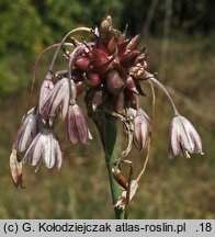 Allium oleraceum (czosnek zielonawy)