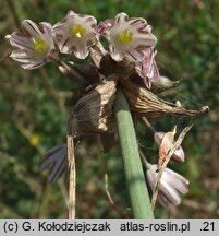 Allium oleraceum (czosnek zielonawy)