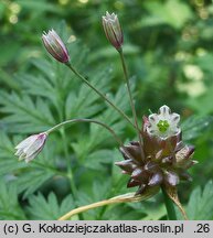 Allium oleraceum (czosnek zielonawy)