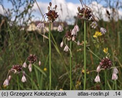 Allium oleraceum (czosnek zielonawy)