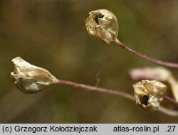 Allium oleraceum (czosnek zielonawy)