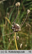 Allium oleraceum (czosnek zielonawy)